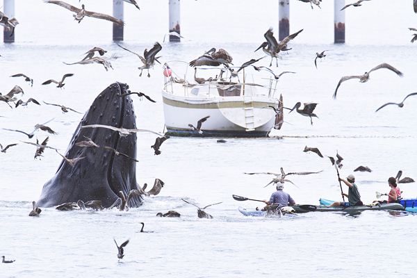 Горбатые киты у побережья Калифорнии