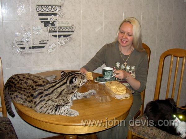 Сколько кошек можно держать в квартире по закону 2018 Сколько кошек можно держать в квартире по закону 2018