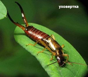 3755121_yhovertka (300x261, 26Kb)
