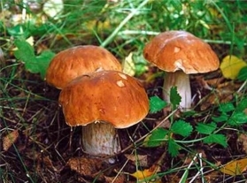 грибы (279x207, 71Kb)