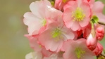  983534-1366x768-cherry-blossoms-dream-1 (700x393, 166Kb)