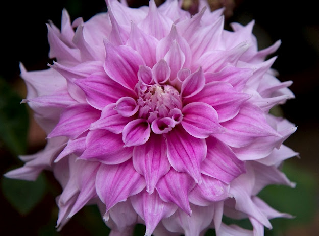 flower-picture-purple-beauty-Anushruti-R-flower (625x462, 76Kb)