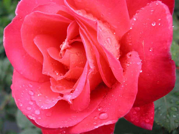 wet-rose-close (616x462, 74Kb)