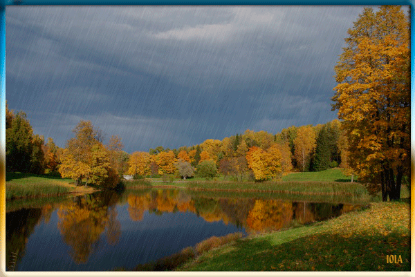 Осень-в-Павловске,-дождь,-IOLA (600x401, 380Kb)