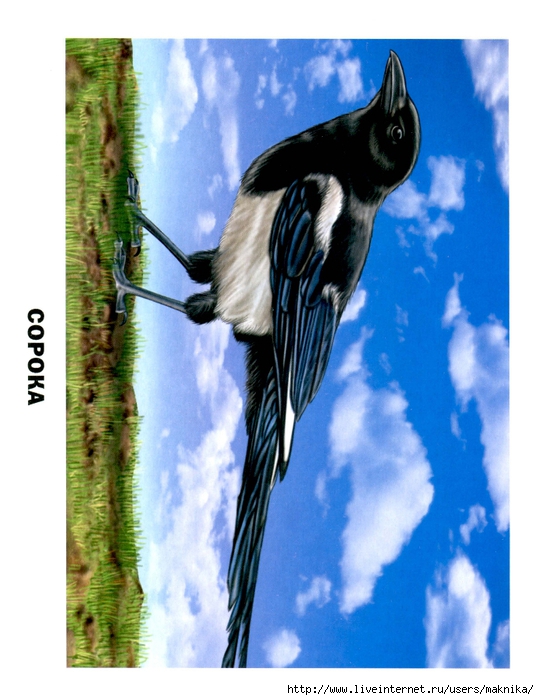 Птицы (04) (539x700, 259Kb)