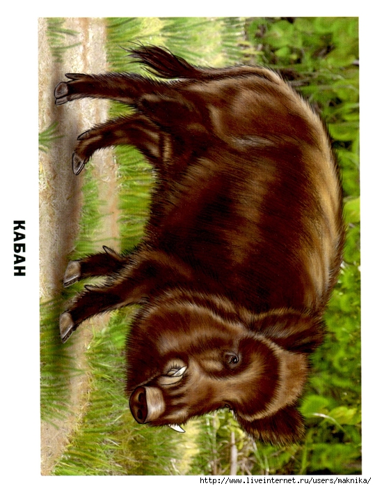 Животные России (03) (539x700, 317Kb)
