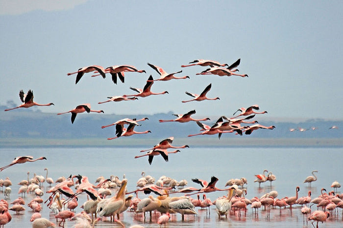 800px-Flamingoes_in_Lake_Nakuru_National_Park (700x467, 68Kb)