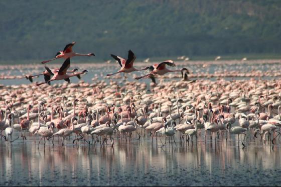 Lake_Nakuru_National_Park_11 (560x374, 44Kb)