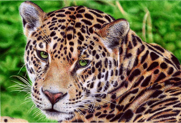jaguar___ballpoint_pen_by_vianaarts-d51wc8w (700x478, 139Kb)