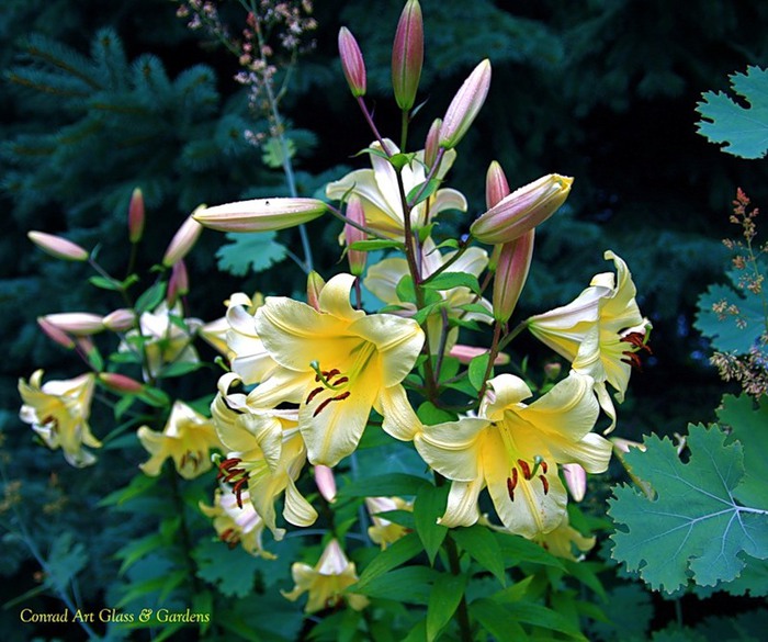Лилейник - цветок одного дня 6 (700x585, 119Kb)