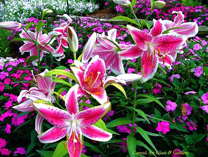 Лилейник - цветок одного дня 36 (700x526, 194Kb)