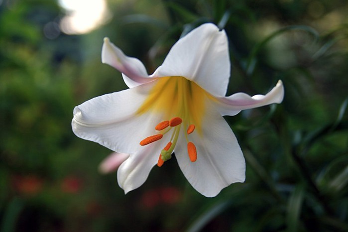 Лилейник - цветок одного дня 42 (700x466, 48Kb)