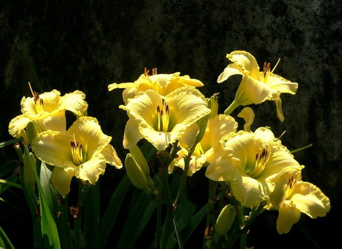 Лилейник - цветок одного дня 67 (700x510, 92Kb)