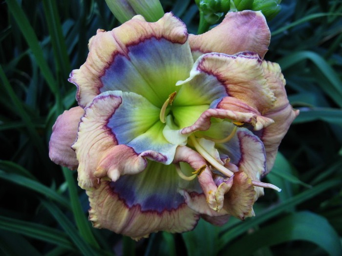 Лилейник - цветок одного дня 78 (700x525, 80Kb)