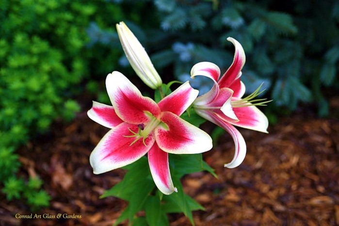Лилейник - цветок одного дня 97 (700x466, 77Kb)