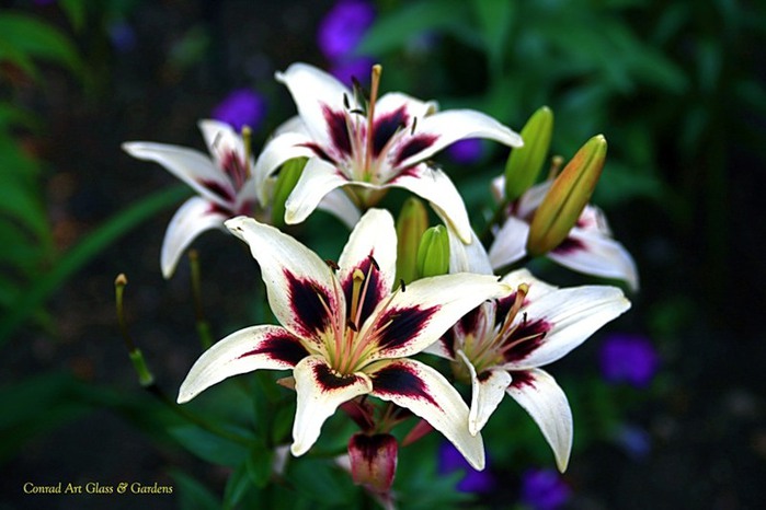 Лилейник - цветок одного дня 104 (700x466, 71Kb)