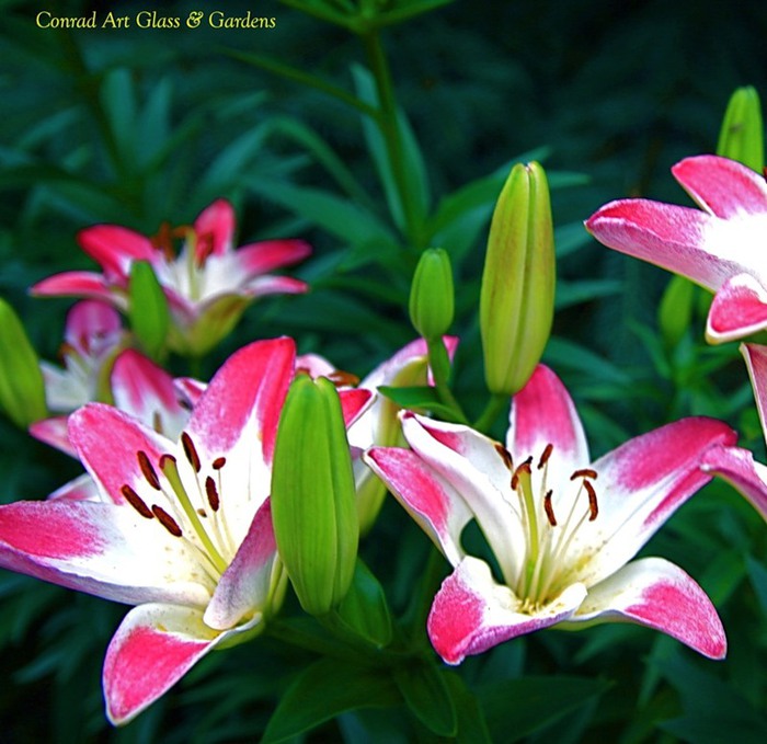Лилейник - цветок одного дня 109 (700x679, 106Kb)