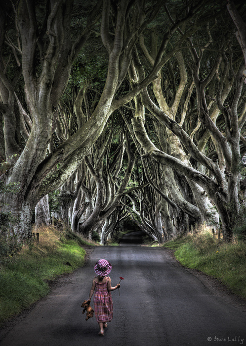 Dark-Hedges04 (498x700, 261Kb)