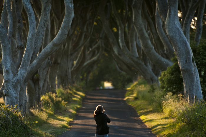 Dark-Hedges05 (700x464, 187Kb)