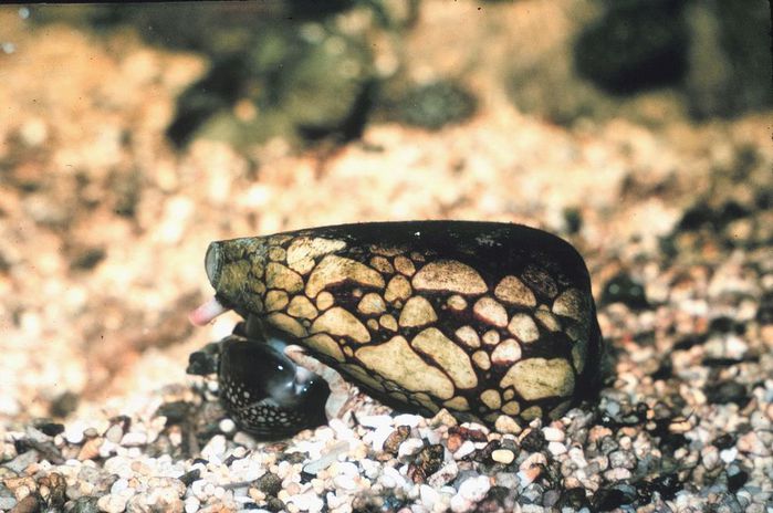 1280px-Conus_marmoreus_feeding_on_cowrie (700x464, 65Kb)