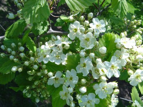 3646178_crataegus_submollis (500x375, 41Kb)