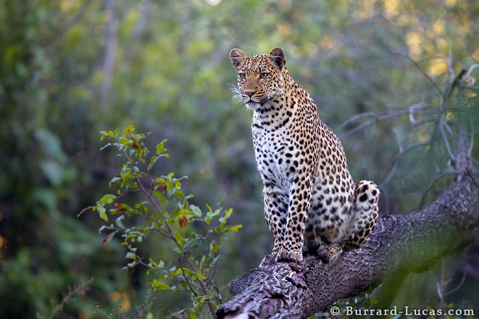 leopard2 (700x466, 149Kb)