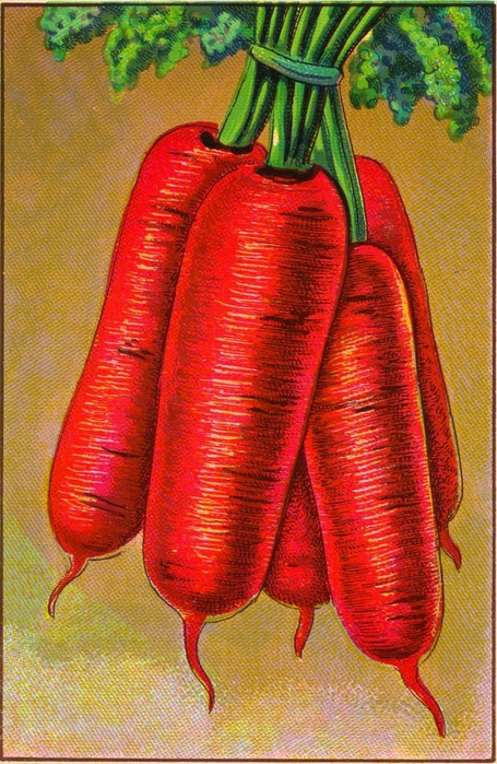 vegiscarrots-graphicsfairy009 (455x700, 332Kb)