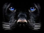 Backgrounds_Windows_7_-_Black_Panther,_Big_cat (700x525, 189Kb)