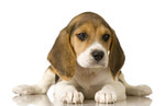  Beagle-puppies-7 (700x453, 55Kb)