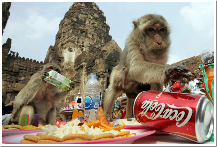 фестиваль обезьян в таиланде 3 (700x472, 551Kb)