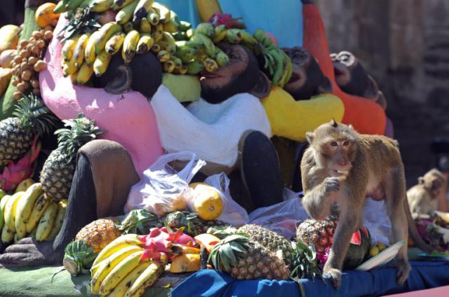 фестиваль обезьян в таиланде 7 (640x424, 51Kb)