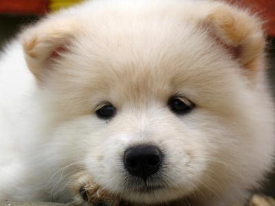 4eb7b7d1ac379_Samoyed-Puppies-For-Sale-1-n (400x300, 13Kb)