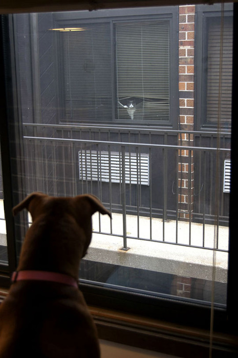 funny-dog-cat-war-windows (465x700, 87Kb)