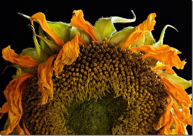 dawnleblanc_sunflower800_3 (644x453, 135Kb)