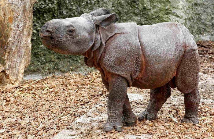 Новорожденный носорог в зоопарке Базеля