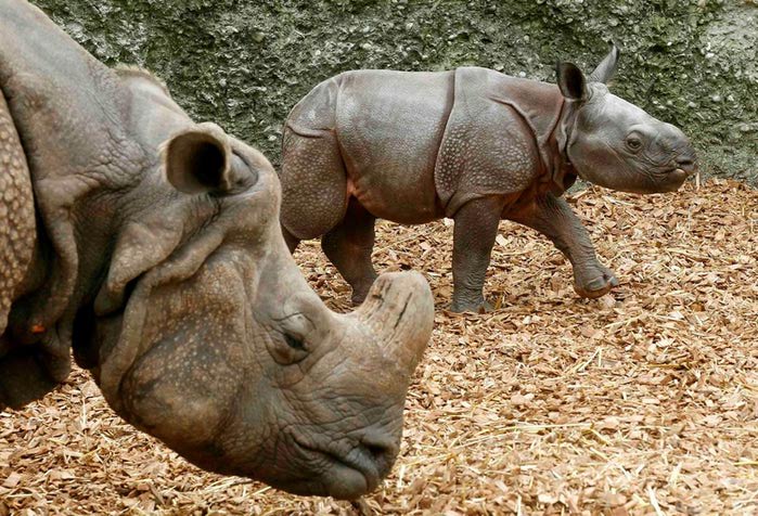Новорожденный носорог в зоопарке Базеля