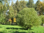 IMG_1851 (700x525, 545Kb)