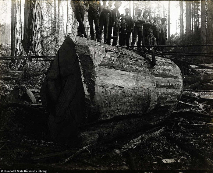 старые фотографии вырубка гигантских секвой 3 (700x568, 166Kb)