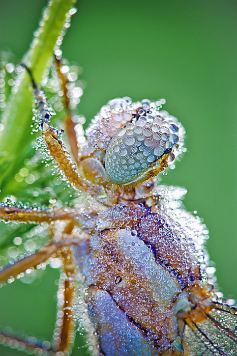 макрасъемка насекомых фото (466x700, 136Kb)