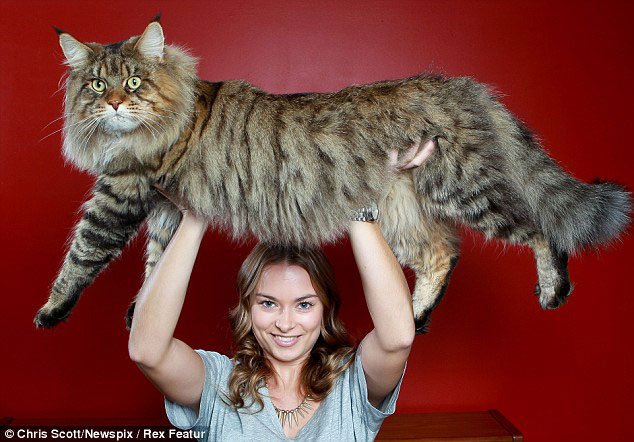 самый большой кот в мире 3 (634x442, 74Kb)