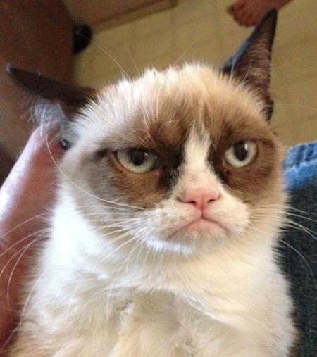    , Grumpy Cat