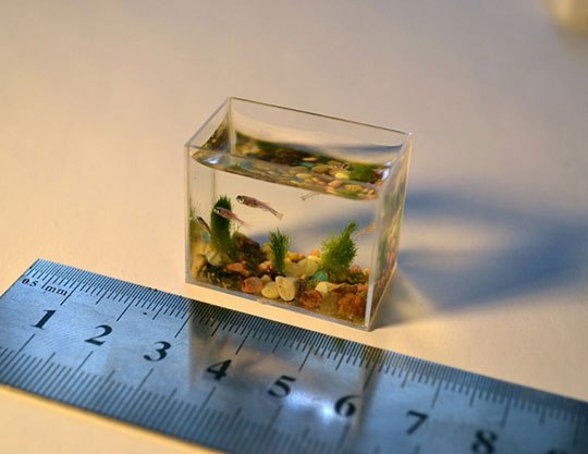 Tiny-aquarium (540x417, 33Kb)