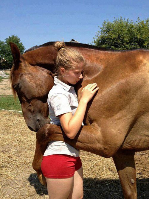 Horse-Hugs-Human (500x665, 99Kb)