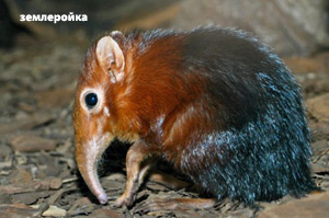 3755121_zemleroika1 (300x199, 28Kb)