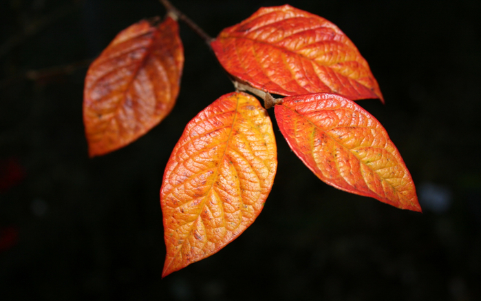 Nature_Seasons_Autumn_Orange_leaves_016150_ (700x437, 286Kb)