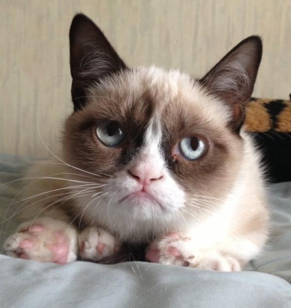 Grumpy Cat