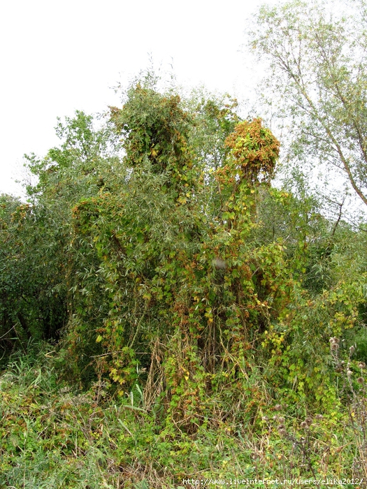 IMG_9048 (525x700, 457Kb)