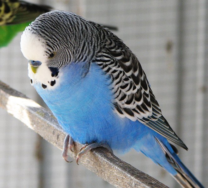 3085196_budgie (663x600, 95Kb)