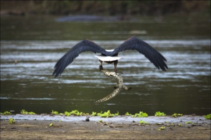 poslednjaja_trapeza_krokodila_4_foto_2 (700x465, 49Kb)