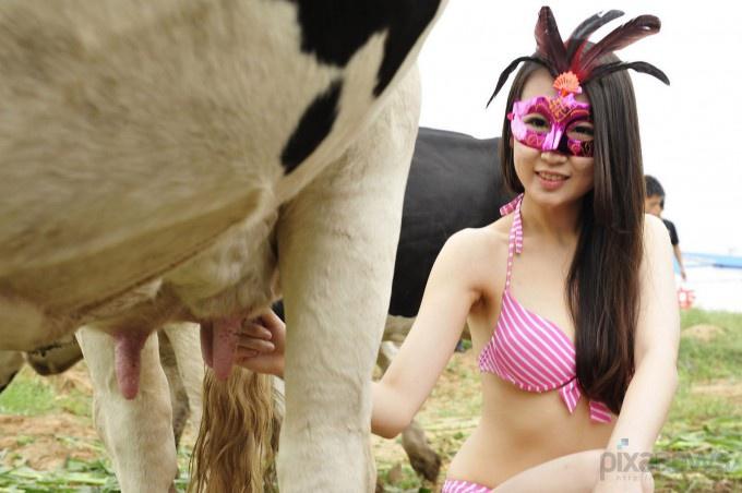 3925073_Miss_cow_01 (680x452, 38Kb)